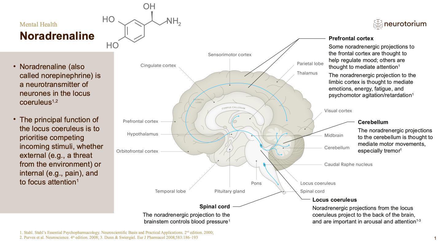Mental Health – Fundamentals of Neurobiology – slide 17
